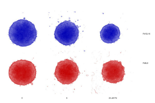 Nanoklícky dopraví toxické palladium přímo do rakovinných buněk